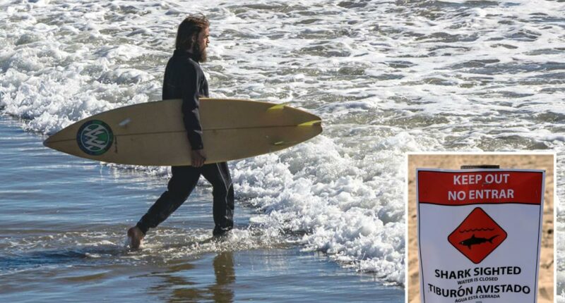 Warmer waters to make for a âsharky summerâ at SoCal beaches â with two hot spots